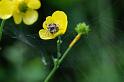 Agalenatea_redii_D6102_Z_90_Les Gris_Frankrijk